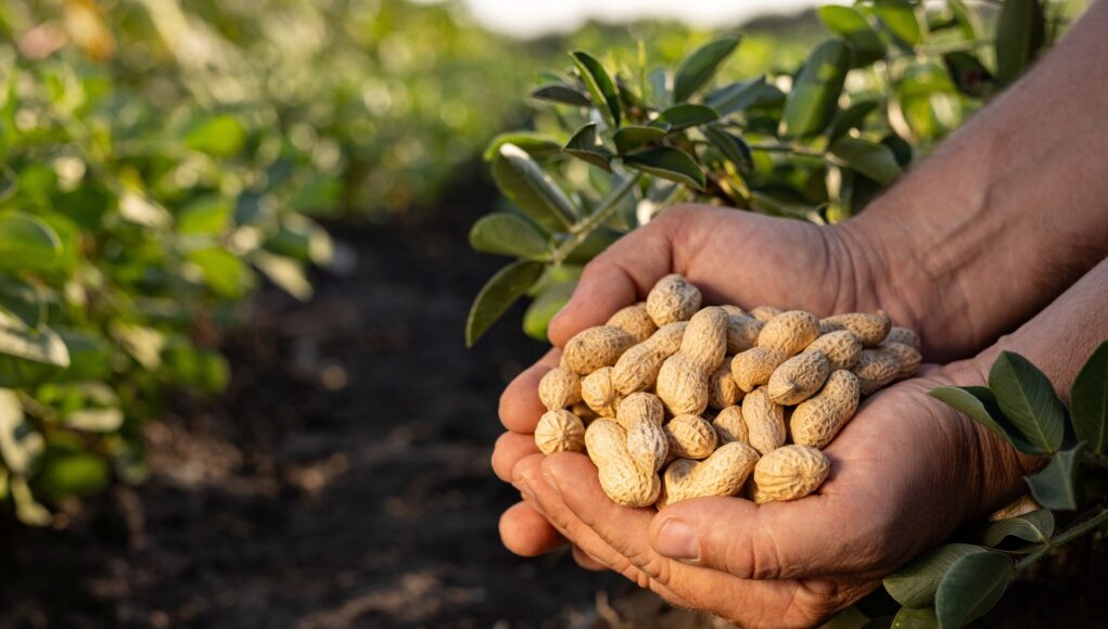 protect the peanut