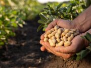 Mars zdvojnásobuje úsilí o dokonalý arašíd, investuje 5 milionů dolarů do průkopnické zemědělské vědy