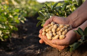 Mars zdvojnásobuje úsilí o dokonalý arašíd, investuje 5 milionů dolarů do průkopnické zemědělské vědy